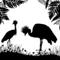 Couple Grey crowned crane, Black crowned crane stands on land with grass and flowers black silhouette isolated on white background Royalty Free Stock Photo