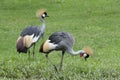 Couple grey crowned crane on greenland Royalty Free Stock Photo