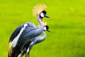 Couple of Grey Crowned Crane Royalty Free Stock Photo