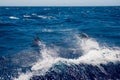 Couple of grey dolphins jumping on waves in deep blue waters of atlantic ocean off the coast of Gran Canaria island in spain Royalty Free Stock Photo