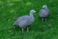 Couple of grey guinea fowls on green grass.