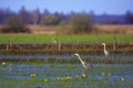 Couple of Grey Heron birds on wetlands