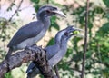 Couple of Grey Hornbills on branch