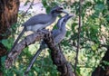 Couple of Grey Hornbills on branch Royalty Free Stock Photo