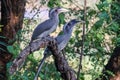 Couple of Grey Hornbills on branch Royalty Free Stock Photo