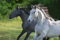 Couple Grey horse Royalty Free Stock Photo