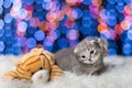 A couple of grey tabby kittens against a colorful bokeh background
