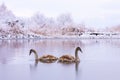 Couple of grey young swans