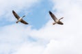 A couple of greylag geese anser anser flying against a blue cl Royalty Free Stock Photo