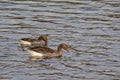 Couple of greylag geese Anser anser Royalty Free Stock Photo