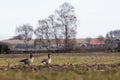 Couple Greylag Geese in a darmers field Royalty Free Stock Photo