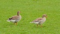 Pair of greylag geese in a green meadow Royalty Free Stock Photo