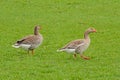 Pair of greylag geese in a green meadow, side view Royalty Free Stock Photo