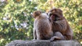 Couple of grooming Barbary Macaques