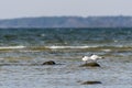 Couple gulls on a stone by the coast Royalty Free Stock Photo