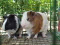 A couple of guniea pigs Royalty Free Stock Photo