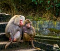 Couple of hamadryas baboons together, male and female sitting close together, tropical monkeys from Africa