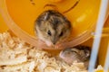 a couple of hamsters in a cage. Dzungarian hamsters, small cubs Royalty Free Stock Photo