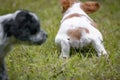 Couple of happy baby dogs brittany spaniel playing around and exploring