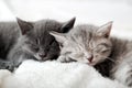 Couple Happy Kittens Sleep Relax Together. Kitten Family In Love. Adorable Kitty Noses For Valentine S Day. Cozy Home Animal