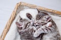 A couple of gray kittens are sleeping together in a cozy basket. A loving family of kittens. Royalty Free Stock Photo