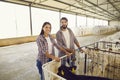 Couple of happy young farmers checking on calves on livestock farm in countryside Royalty Free Stock Photo