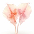 Translucent Geometries Pink Calla Lilies On White Surface