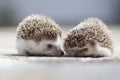 Couple of hedgehog on ground