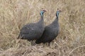 A couple of Helmeted guineafowl Royalty Free Stock Photo