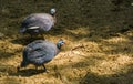 Couple of helmeted guineafowls walking together in the sand, popular tropical bird specie from Africa Royalty Free Stock Photo