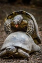 Couple of Hermann`s tortoises mating