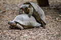 Couple of Hermann`s tortoises mating Royalty Free Stock Photo