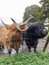 Couple of Highland Cows Royalty Free Stock Photo