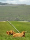 Couple of highland scottish cows Royalty Free Stock Photo