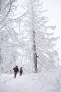 Couple hiking by snow covered trees in a winter forest Royalty Free Stock Photo