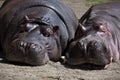 Couple of hippos Royalty Free Stock Photo