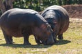 Couple Of Hippos In A Sunny Day In A Zoo In Italy Royalty Free Stock Photo