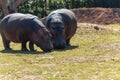 Couple Of Hippos In A Sunny Day In A Zoo In Italy Royalty Free Stock Photo