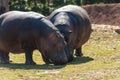 Couple Of Hippos In A Sunny Day In A Zoo In Italy Royalty Free Stock Photo