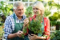 Couple holding potted plant at greenhouse Royalty Free Stock Photo