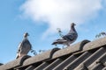 A couple of homing pigeons walk on the ridge of a roof