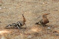 Couple of hoopoes