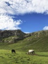 Couple horse black and white eating grass