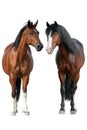 Couple horse isolated Royalty Free Stock Photo