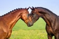 Couple horse in love Royalty Free Stock Photo