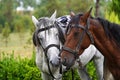 Couple of horse portrait on green field, close-up. Royalty Free Stock Photo