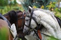 Couple of horse portrait on green field, close-up. Royalty Free Stock Photo