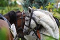 Couple of horse portrait on green field, close-up. Royalty Free Stock Photo