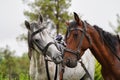 Couple of horse portrait on green field, close-up. Royalty Free Stock Photo