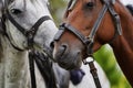 Couple of horse portrait on green field, close-up. Royalty Free Stock Photo